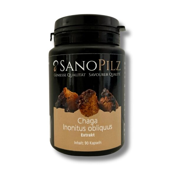Chaga / Inonitus obliquus