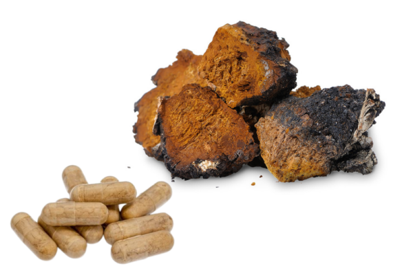 Chaga / Inonitus obliquus