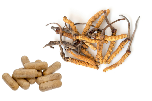 Chinesischer Raupenpilz / Cortyceps chinensis