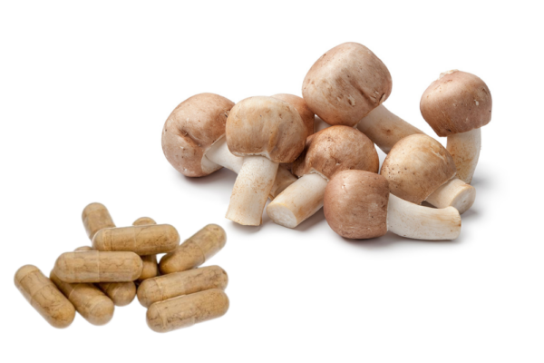 Mandelpilz / Agaricus blazei Murrill