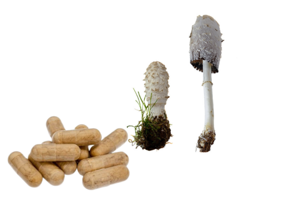 Schopftintling / Coprinus Comatus