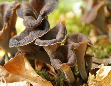 Herbsttrompeten / Totentrompeten getrocknet